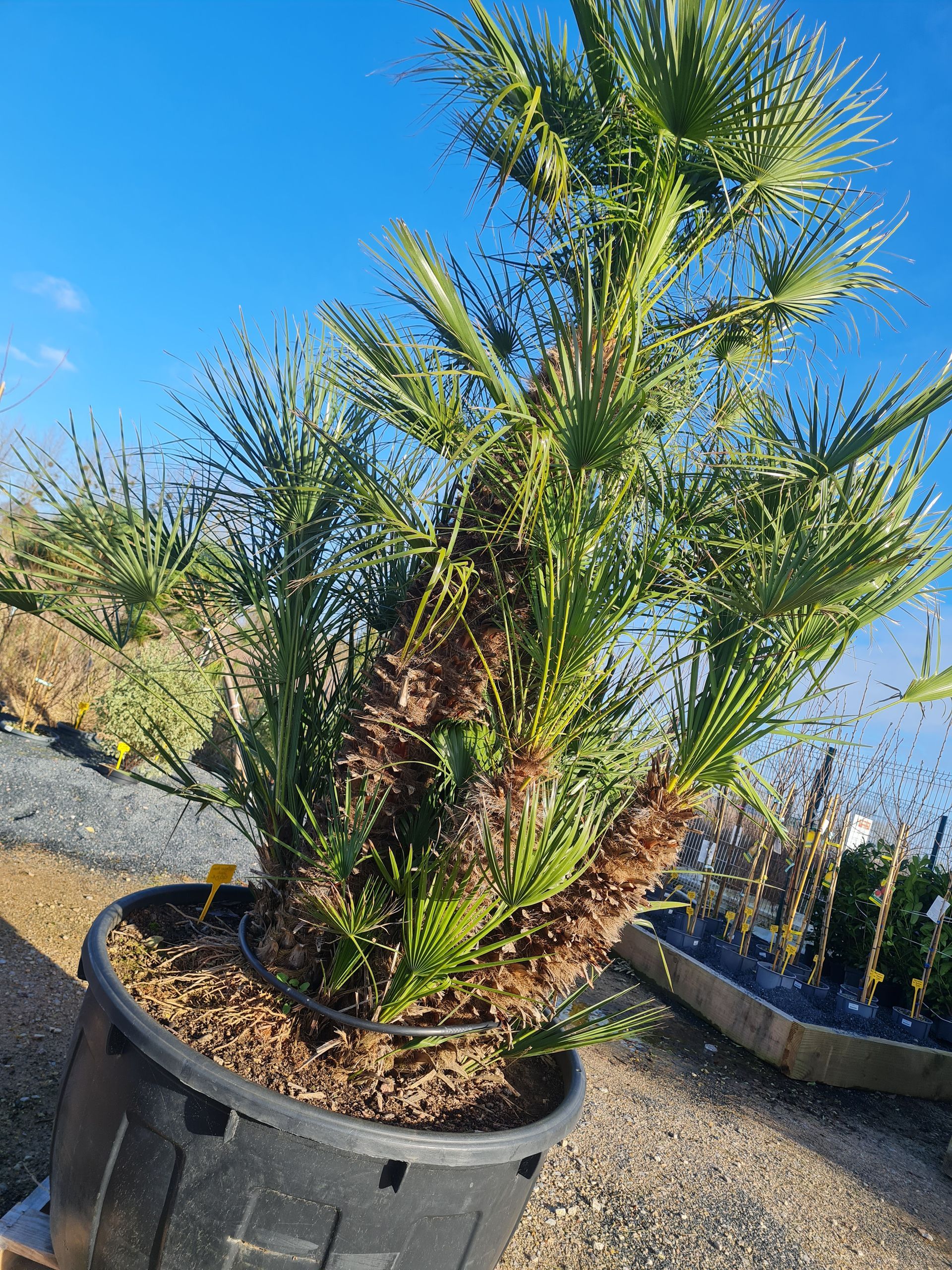 Plante en pot, palmier