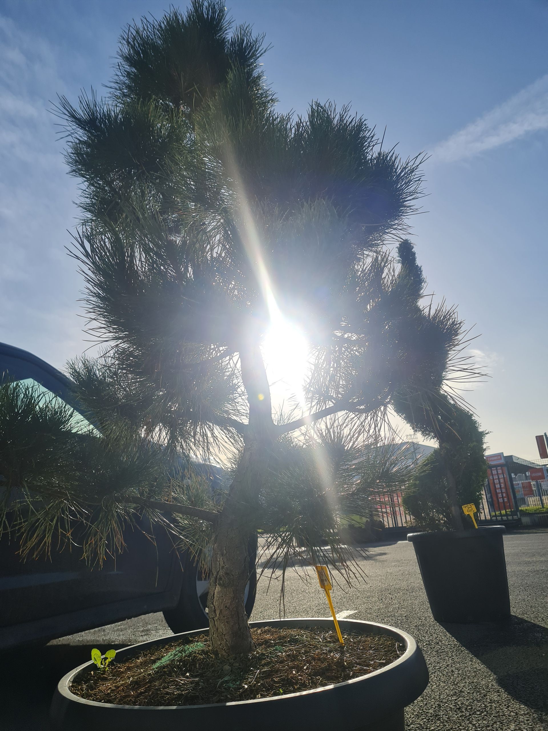 Arbuste en pot, vente conseil par nos paysagistes