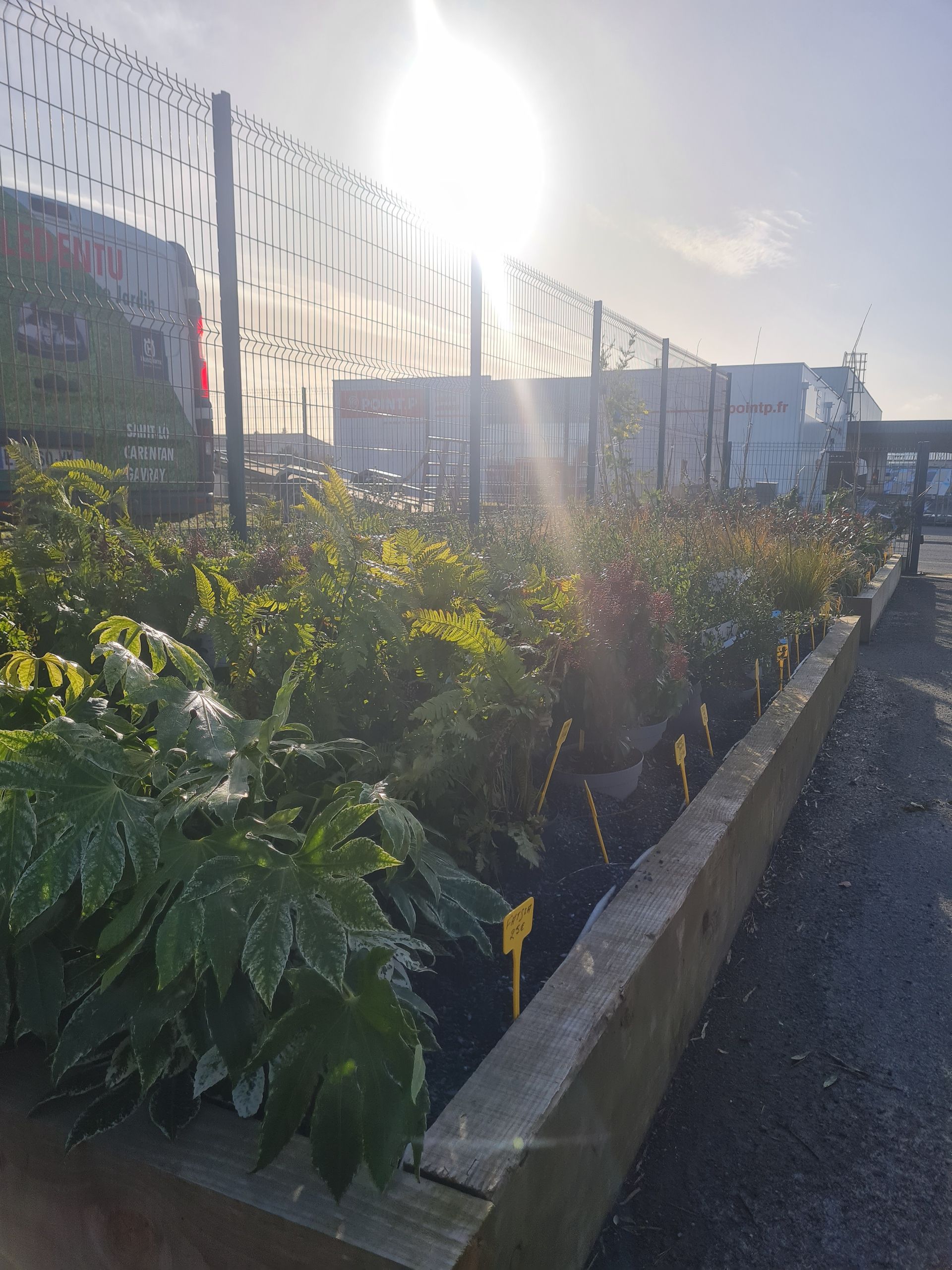 Végétaux à vendre par Ouest Paysage