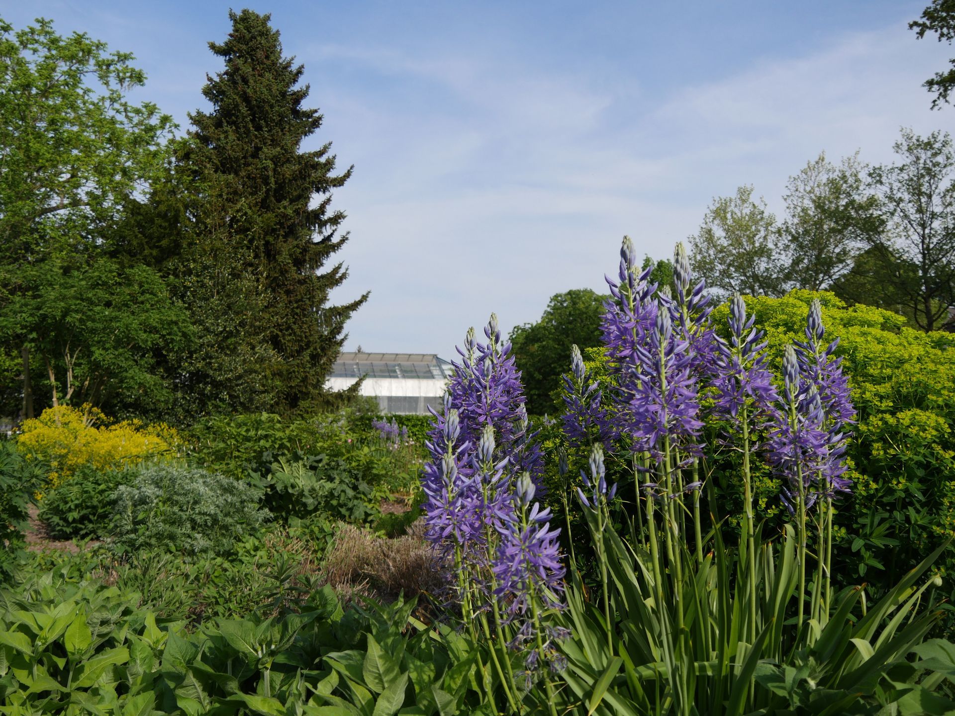 Lila Blumen im Botanischen Garten mit grünen Sträuchern und Bäumen.