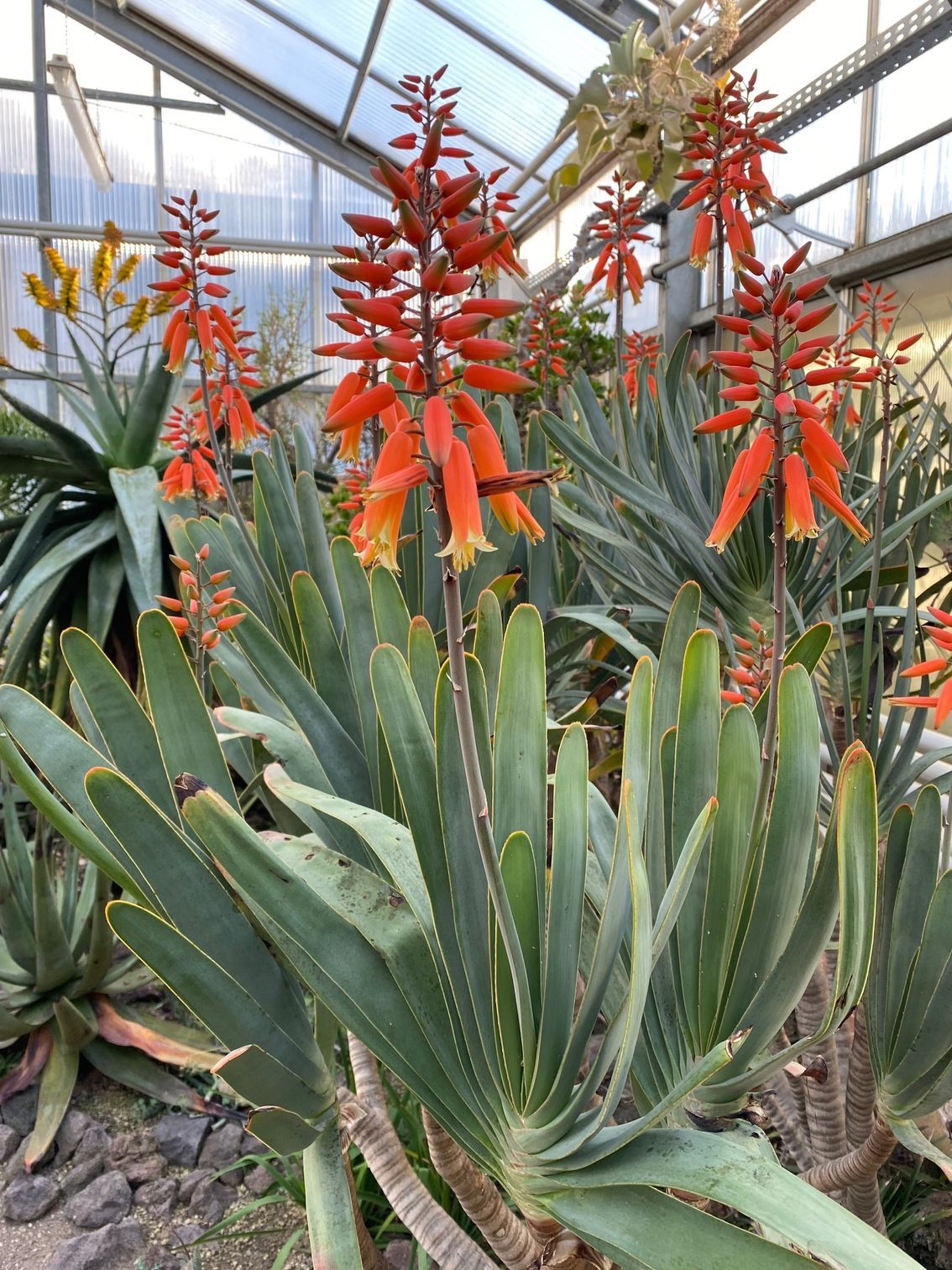Orangefarbene Blüten, die zwischen stacheligen grünen Sukkulenten in einem Gewächshaus blühen