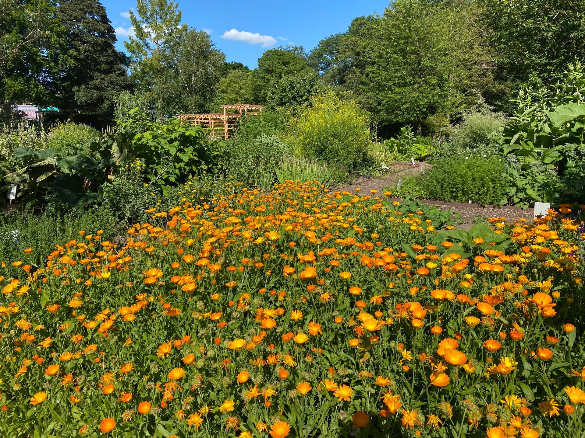 Orangenblüten, die im Botanischen Garten Chemnitz unter strahlend blauem Himmel blühen