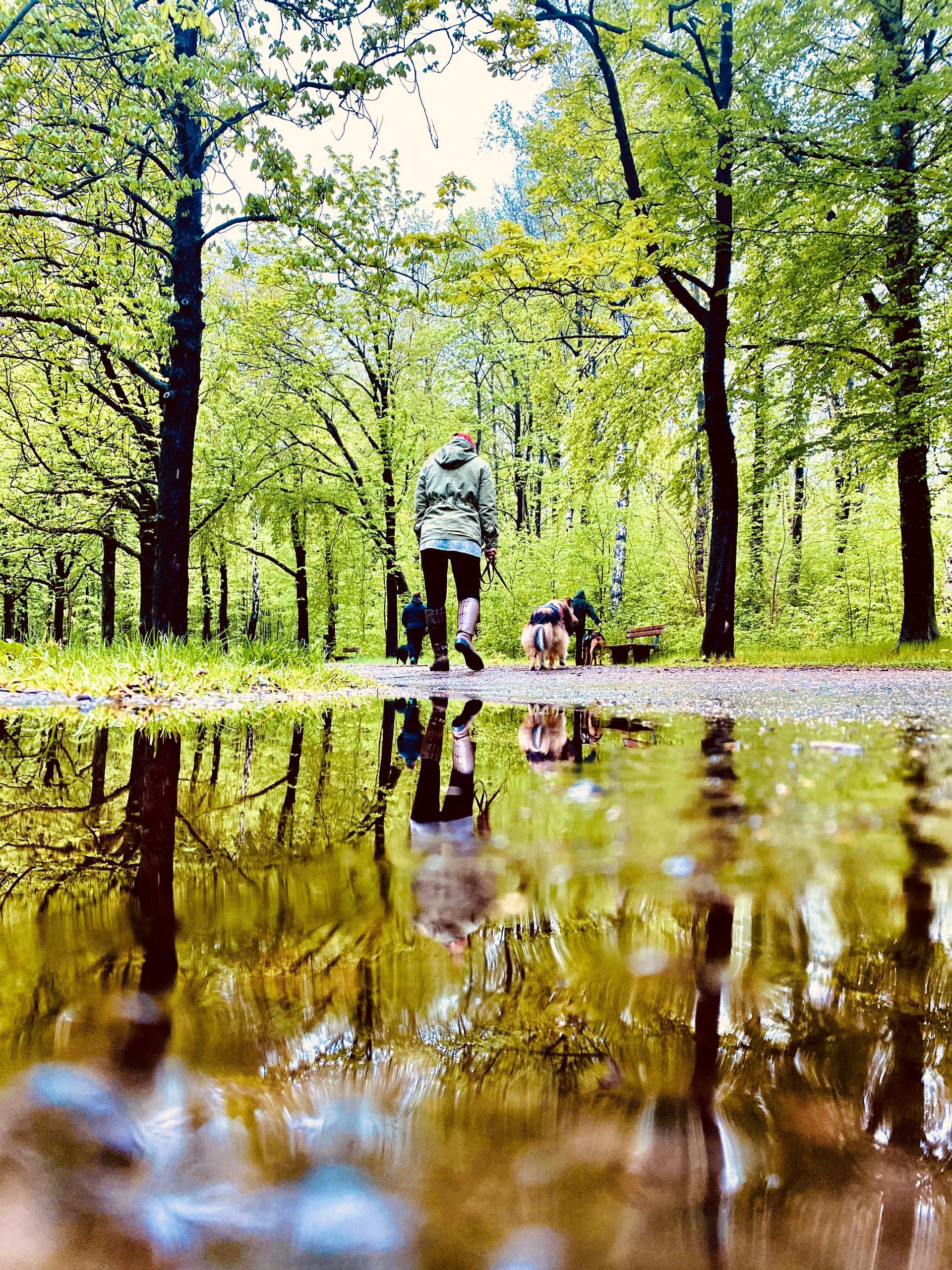 Eine Person geht im Küchwald mit seinem Hund spazieren.