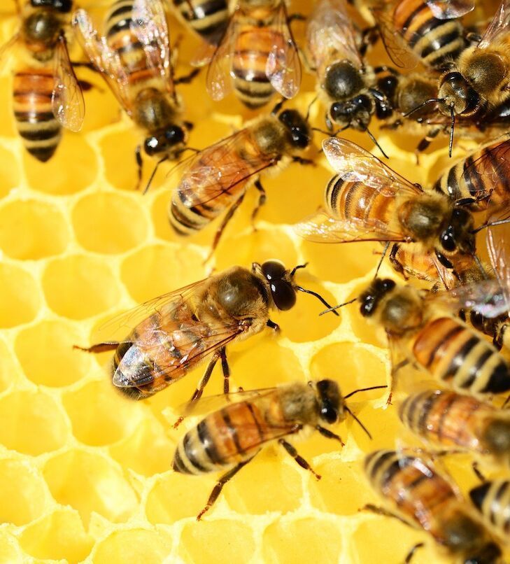 Bienen auf einer gelben Honigwabe.