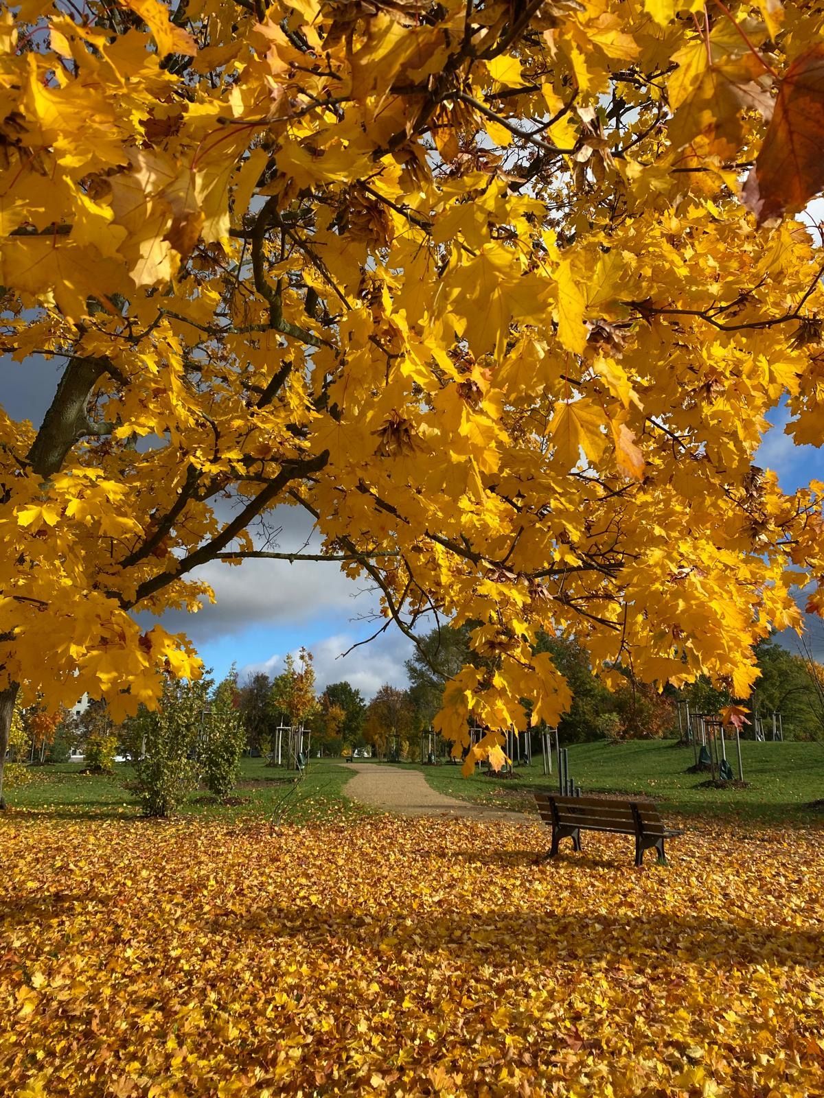 Gelbe Herbstblätter rahmen eine Parkszene mit einer Bank und einem Weg unter einem bewölkten blauen Himmel ein.