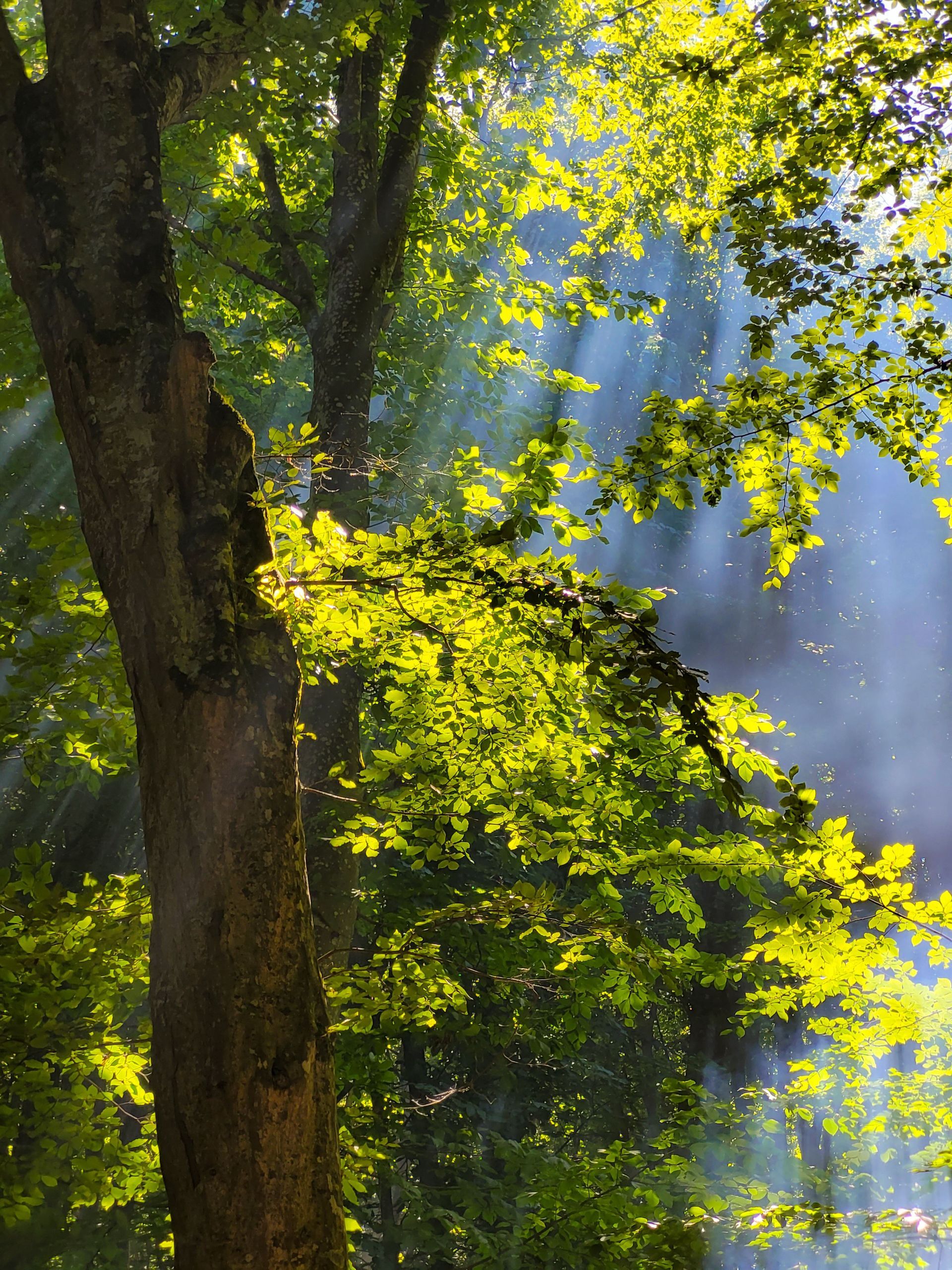 Sonnenlicht fällt durch die grünen Blätter eines Baumes in einem Waldgebiet