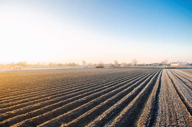 Eine Reihe von Erdreihen auf einem Feld mit einem blauen Himmel im Hintergrund.