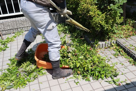 Une personne taille un arbuste avec un taille-haie à côté d'une plante en pot sur une terrasse pavée.