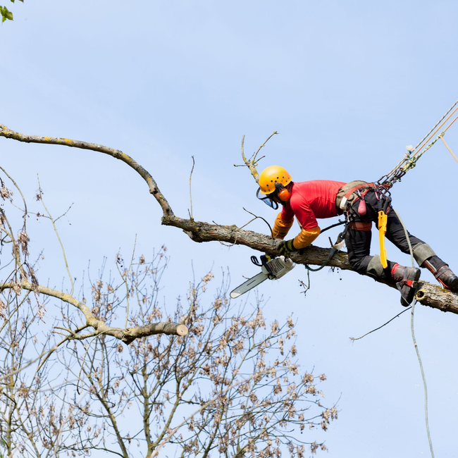 Un arboriste en chemise rouge et casque jaune taille une haute branche d'arbre avec des cordes, sur fond de ciel bleu