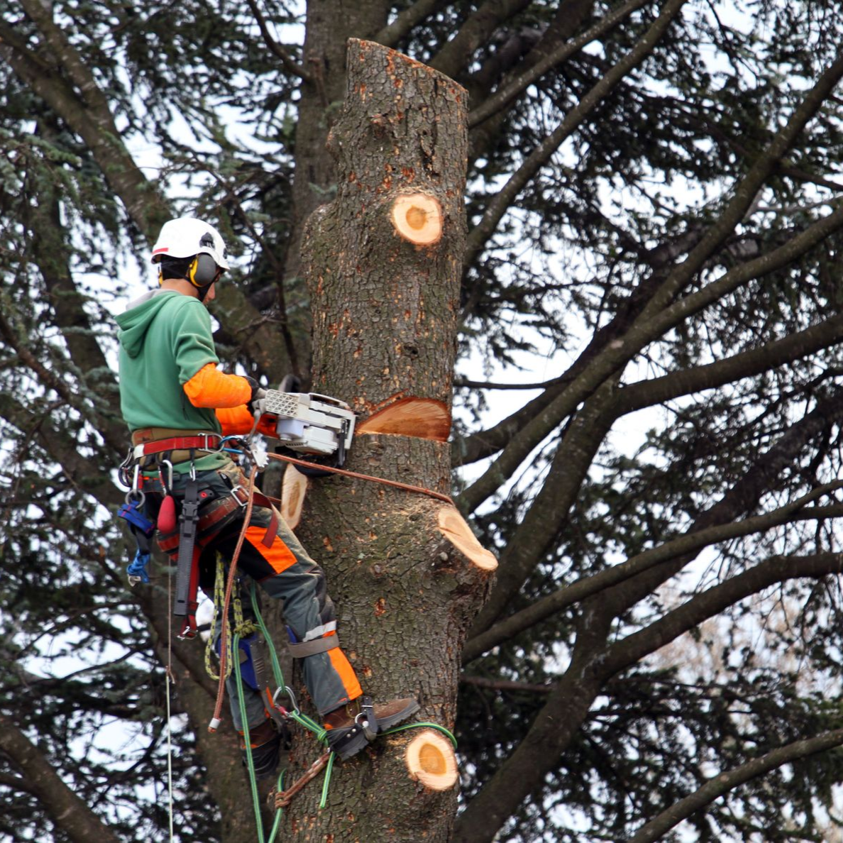 Arboriste en veste verte et équipement orange utilisant une tronçonneuse pour tailler un grand arbre