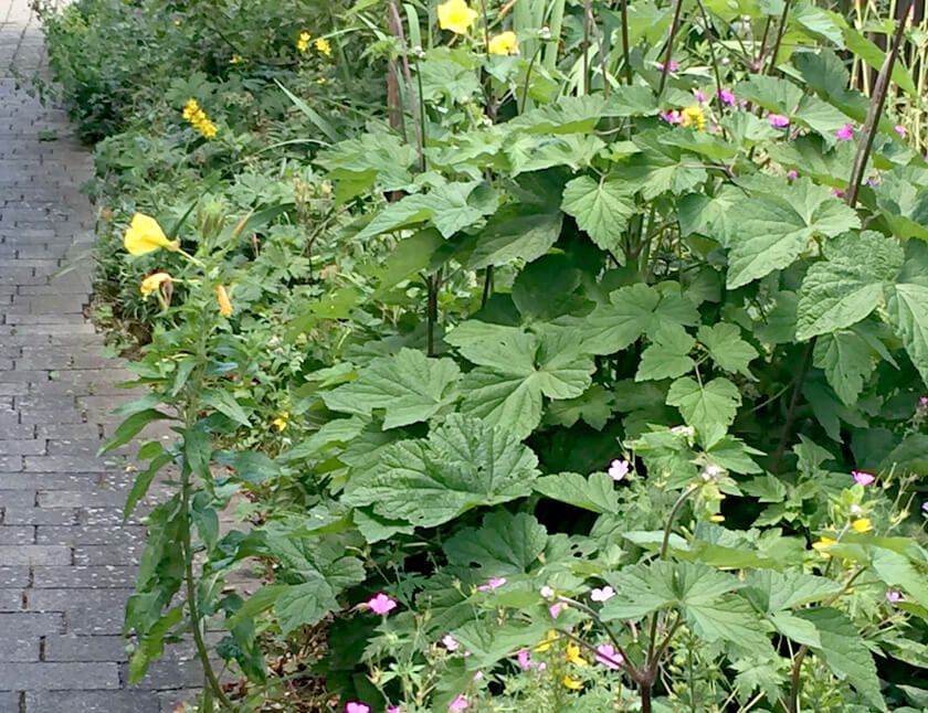 Bepflanzung - Adrian Kübler Gartengestaltung - Schaffhausen