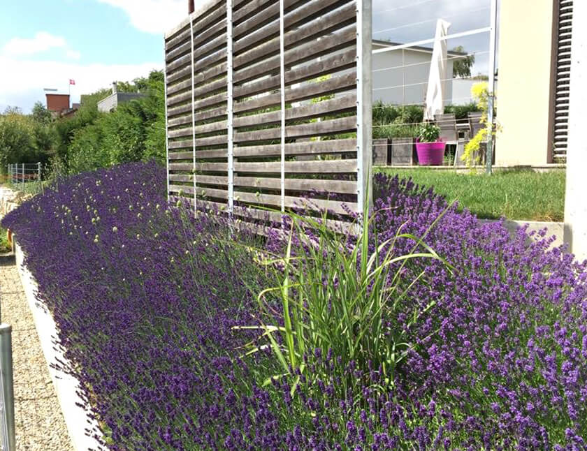 Garten Sichtschutz - Adrian Kübler Gartengestaltung - Schaffhausen