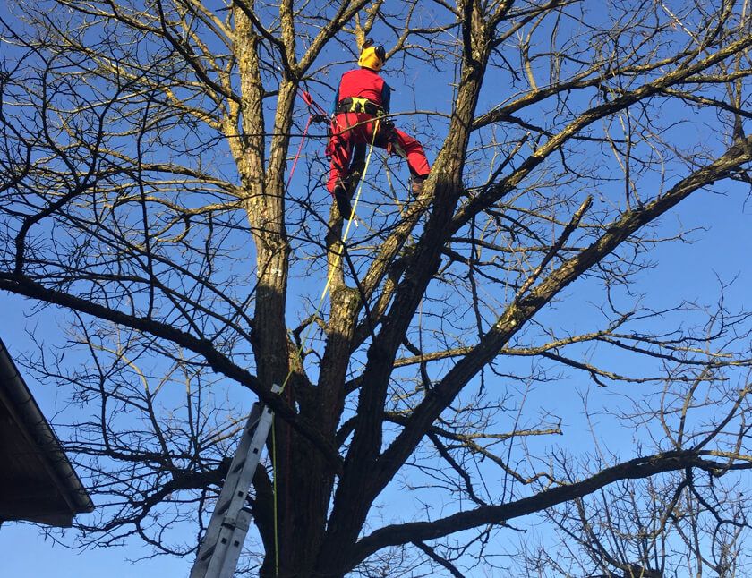 Garten Schneid- und Fällarbeiten - Adrian Kübler Gartengestaltung - Schaffhausen