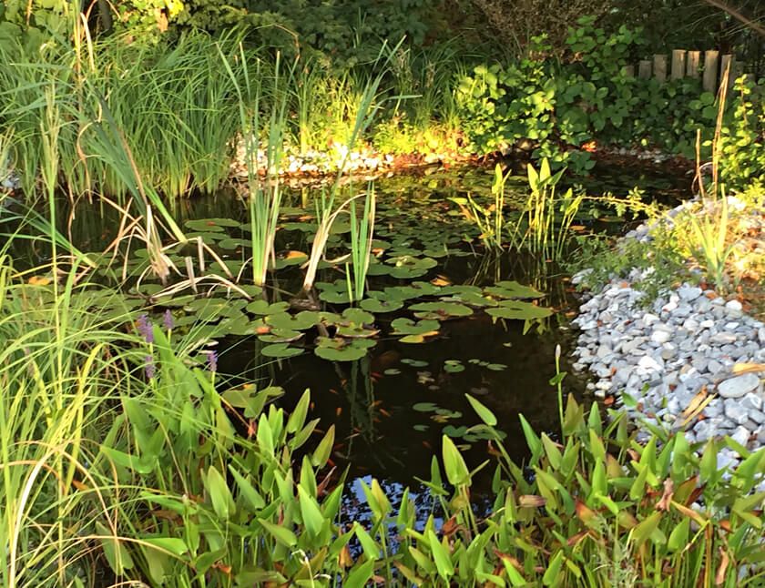 Teichunterhalt - Adrian Kübler Gartengestaltung - Schaffhausen