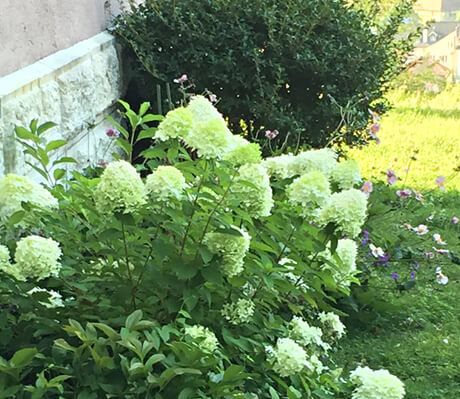 Rollrasen - Adrian Kübler Gartengestaltung - Schaffhausen