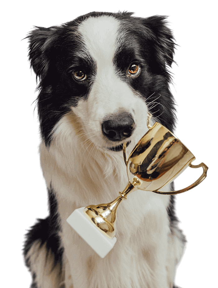 Un perro blanco y negro sostiene un trofeo de oro en su boca.