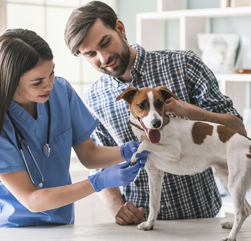 Perro en veterinara