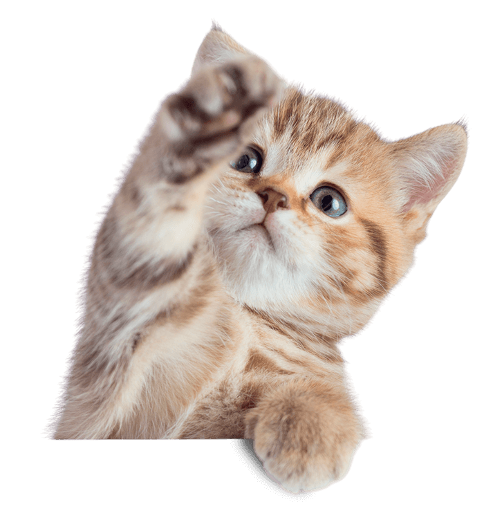 Un gatito marrón y blanco mira a la cámara.