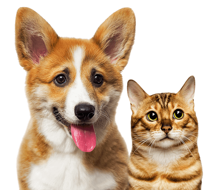 Un perro y un gato están sentados uno al lado del otro sobre un fondo blanco.