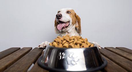 Un perro está sentado junto a un plato de comida para perros en una mesa de madera.