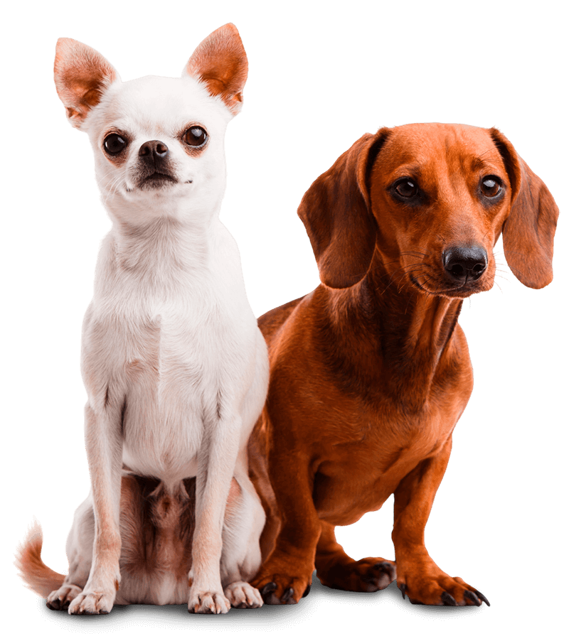 Un chihuahua y un perro salchicha están sentados uno al lado del otro sobre un fondo blanco.