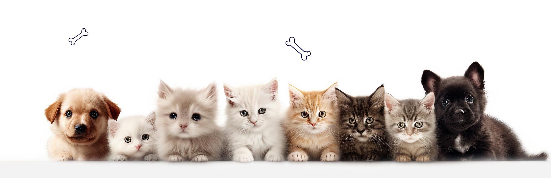 Una fila de gatitos y cachorros sentados uno al lado del otro sobre un fondo blanco.