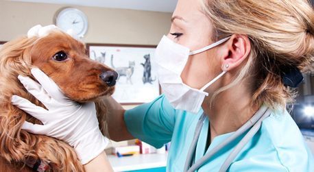 Una veterinaria que lleva una máscara está examinando a un perro.