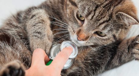 Una persona está usando un estetoscopio para escuchar los latidos del corazón de un gato.