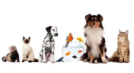 Un grupo de mascotas sentadas una al lado de la otra sobre un fondo blanco.
