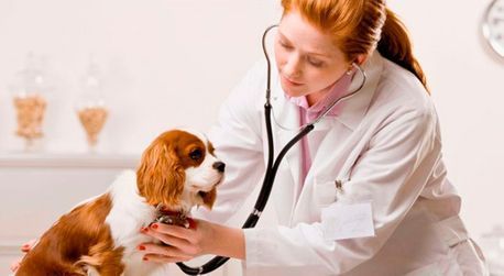 Una veterinaria está examinando a un perro con un estetoscopio.