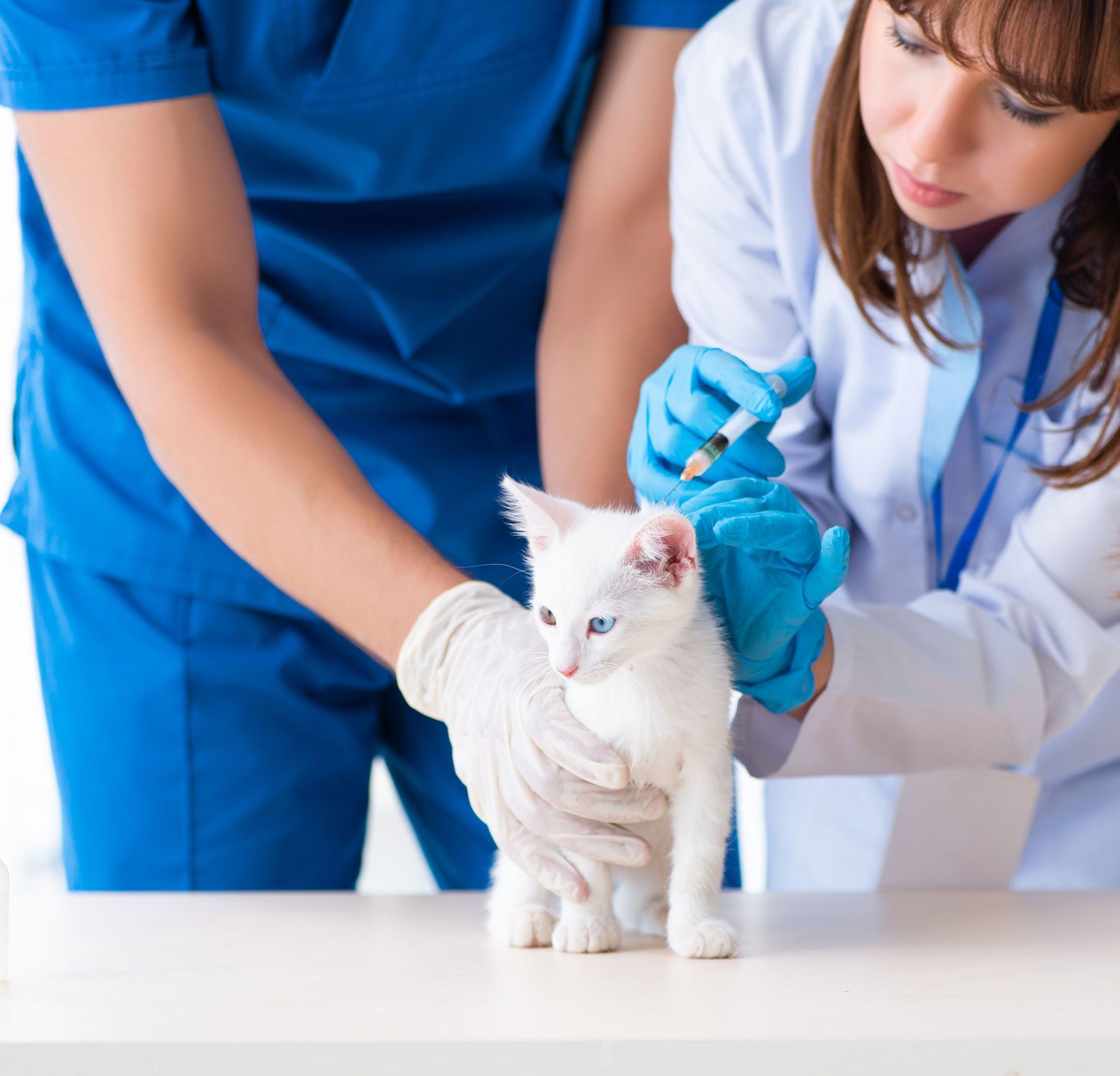 Un veterinario le está dando una inyección a un gatito blanco.
