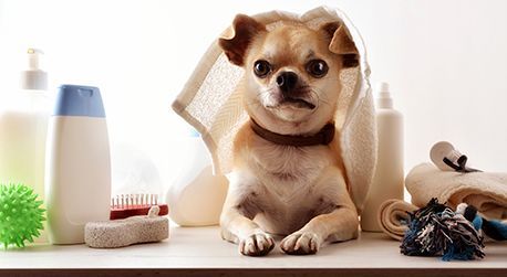 Un perro pequeño está sentado en un estante con una toalla envuelta alrededor de su cabeza.