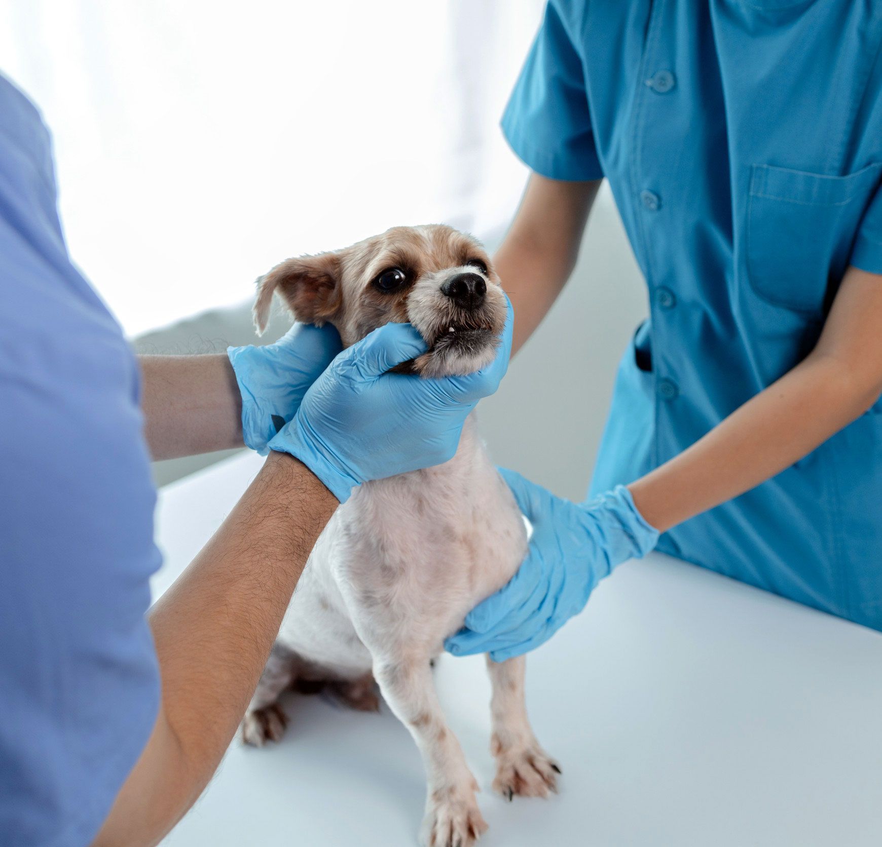 Un perro está siendo examinado por un veterinario mientras lleva guantes azules.