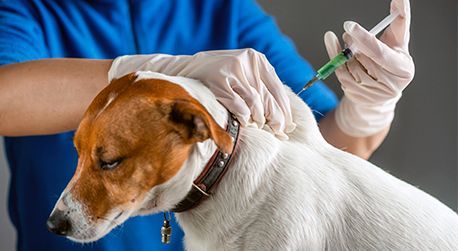 Un perro recibe una inyección de un veterinario.
