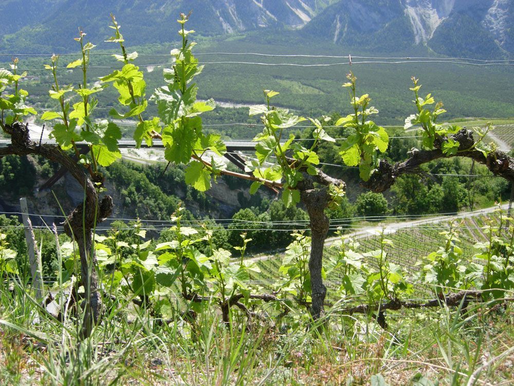 Hans Bayard - Soleil de Varone GmbH