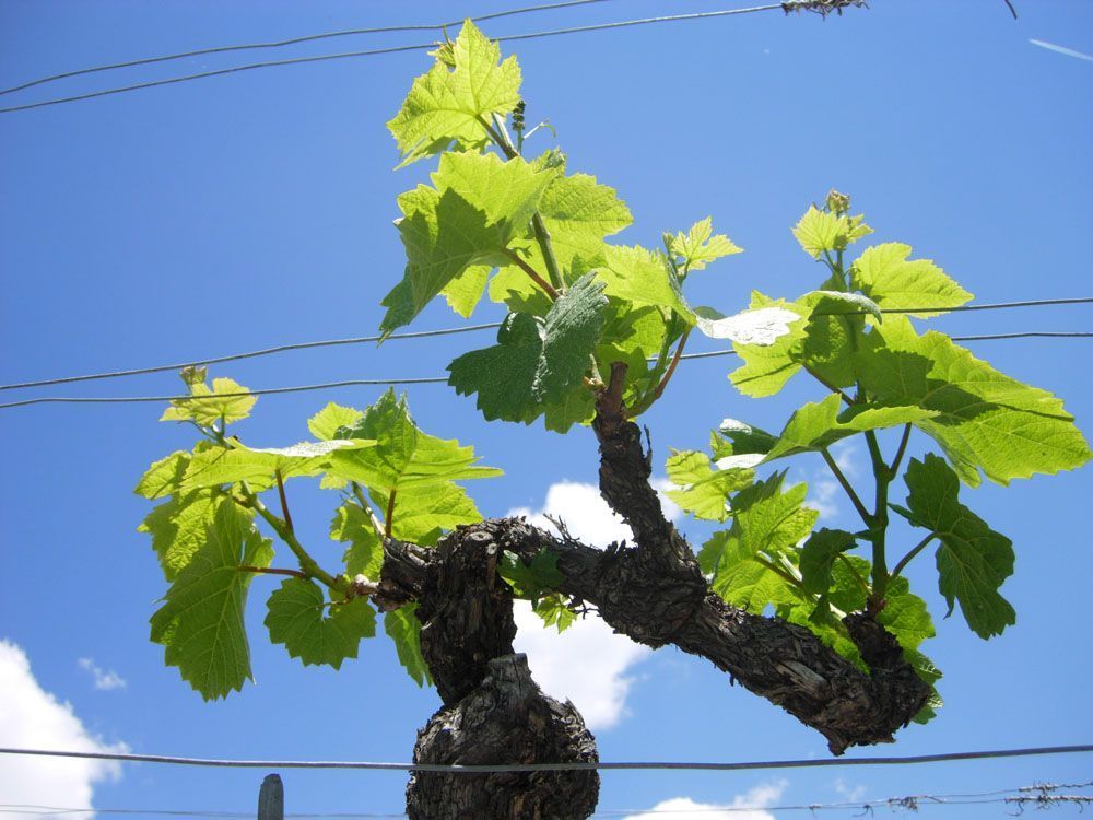 Hans Bayard - Soleil de Varone GmbH