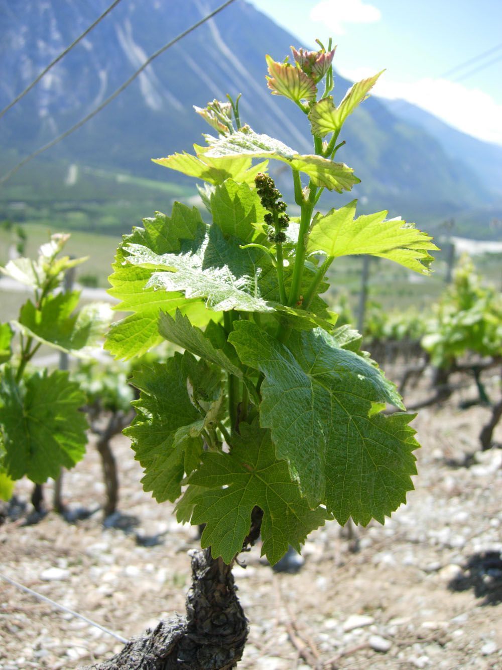 Hans Bayard - Soleil de Varone GmbH