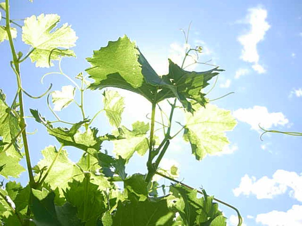 Hans Bayard - Soleil de Varone GmbH