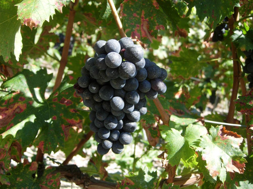 Hans Bayard - Soleil de Varone GmbH