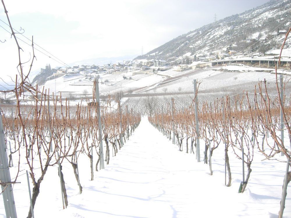 Hans Bayard - Soleil de Varone GmbH