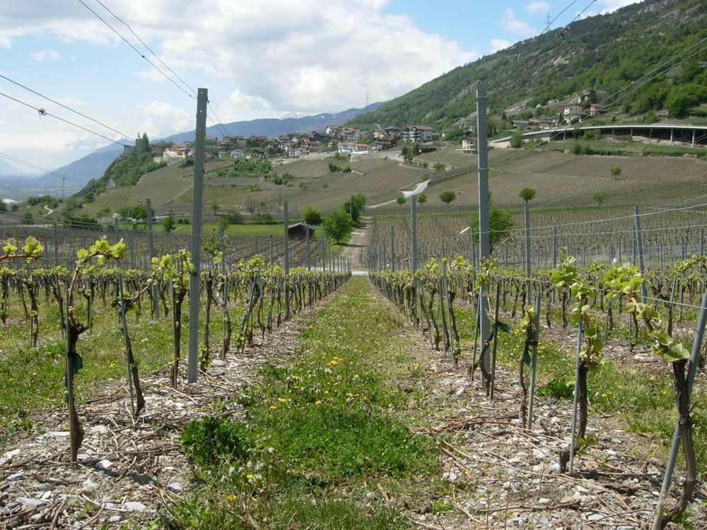 Hans Bayard - Soleil de Varone GmbH