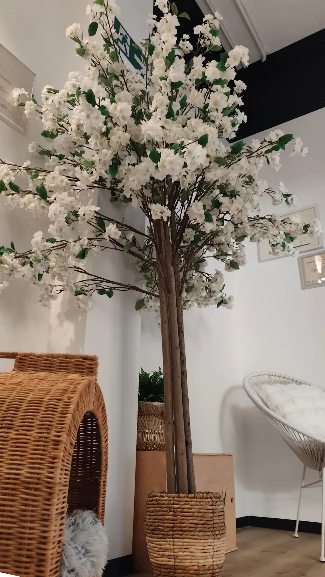 fotos clínica fisioemotion