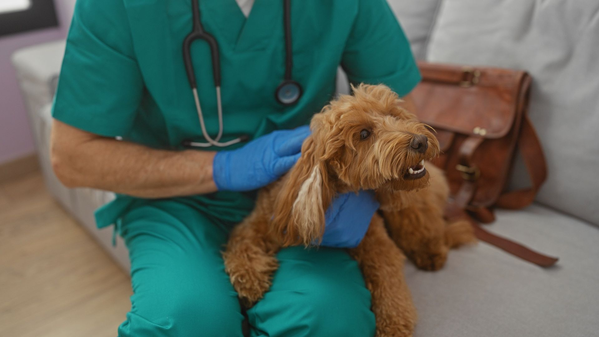 Un vétérinaire avec un chien sur les genoux