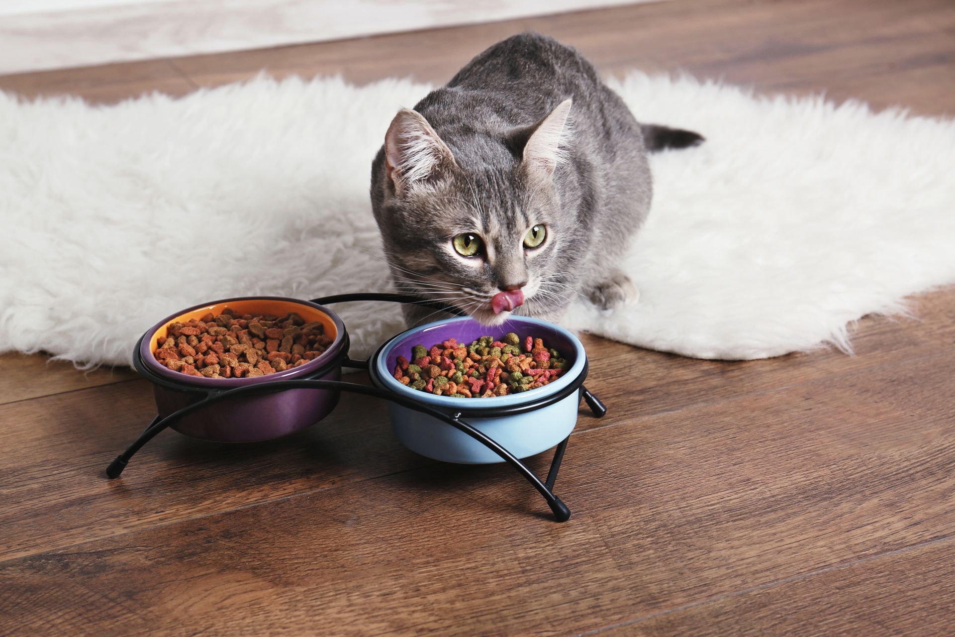 Un chat devant deux gamelles de croquettes