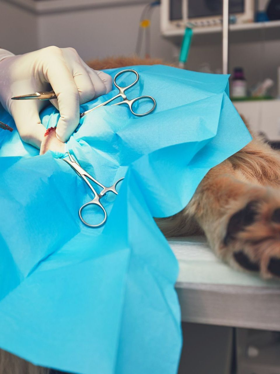 Une opération de chirurgie sur un chien