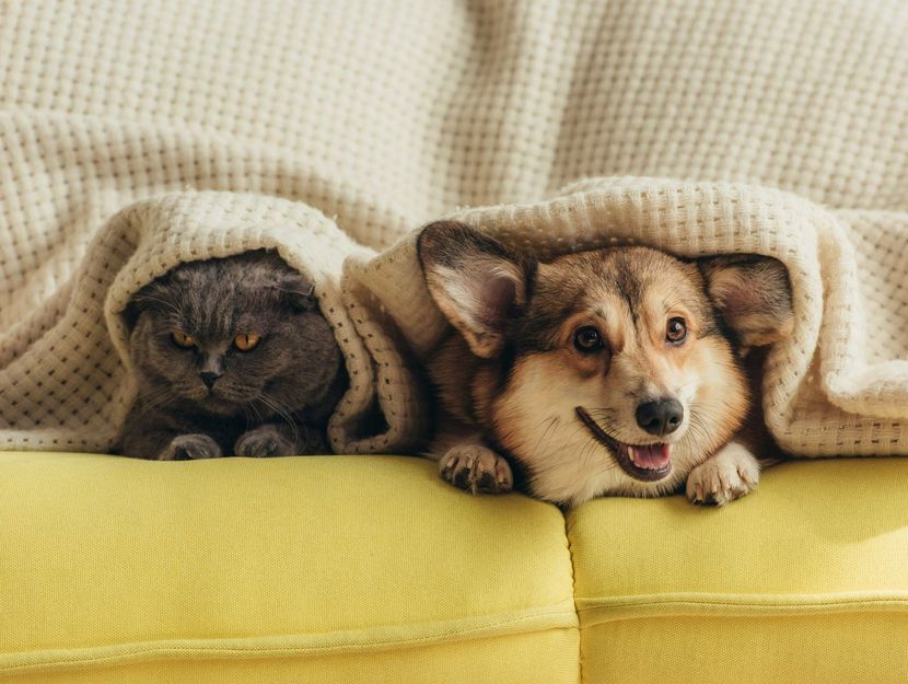Un chien et un chat sous une couverture