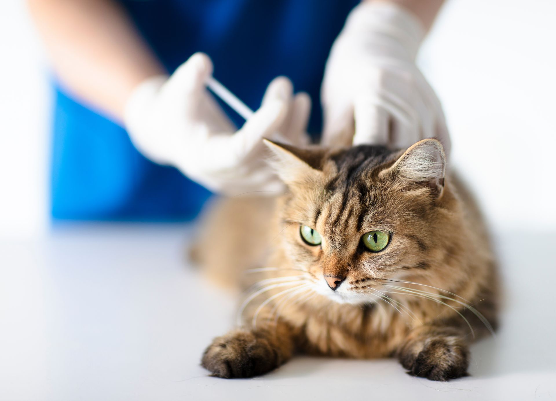 Un vétérinaire pratiquant une injection sur un chat