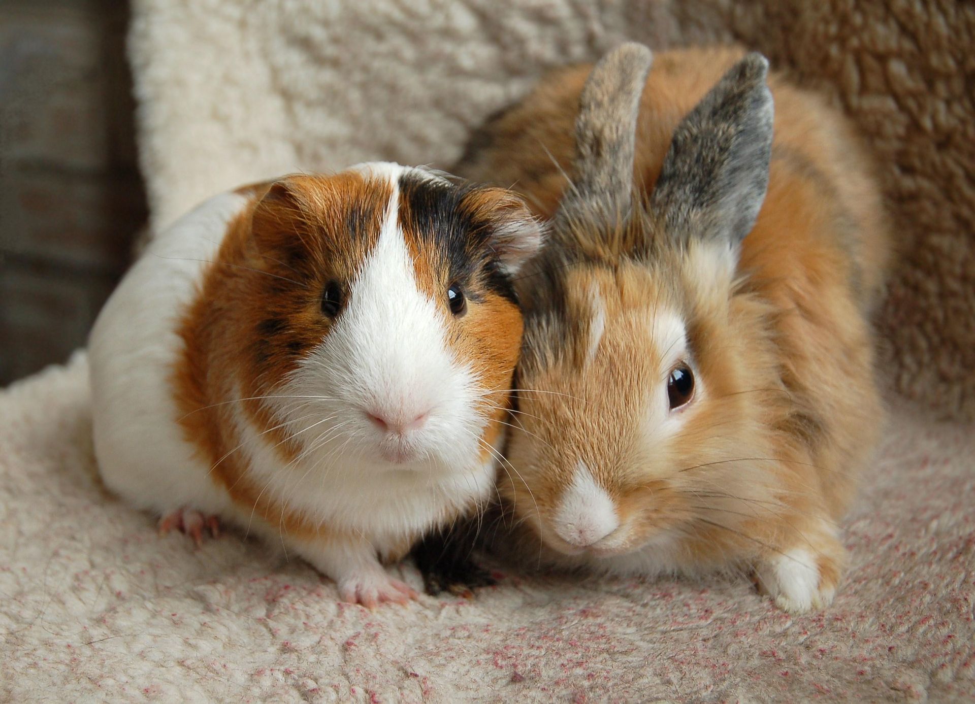 Un cochon d'Inde et un lapin