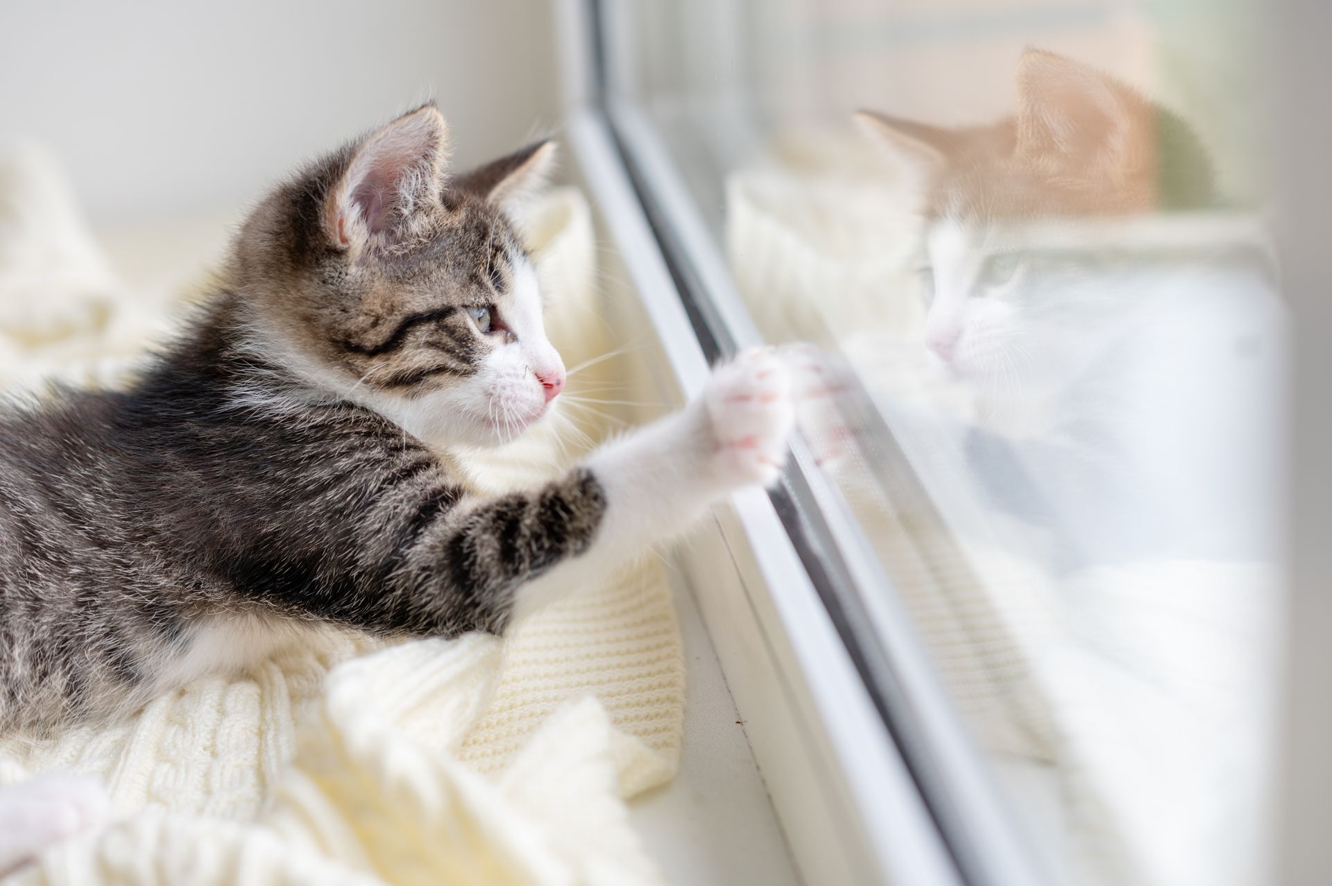 Un chat devant une fenêtre