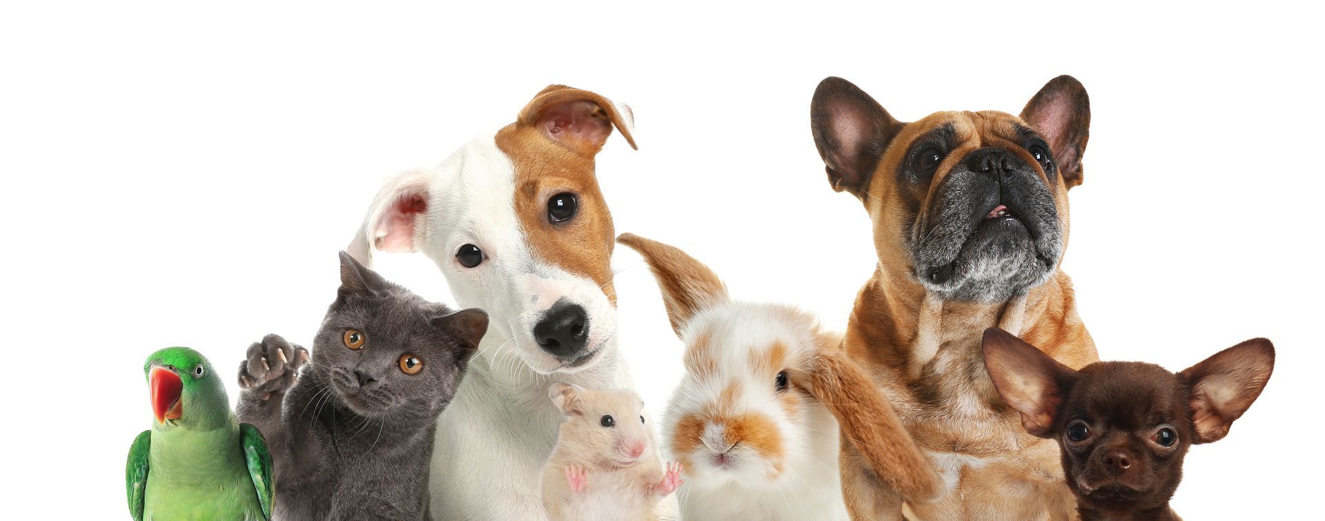 Un groupe d'animaux de compagnie